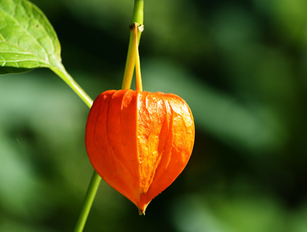 灯笼草全株长什么样？