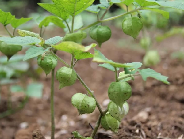 灯笼草人工种植价值怎么样？前景如何？