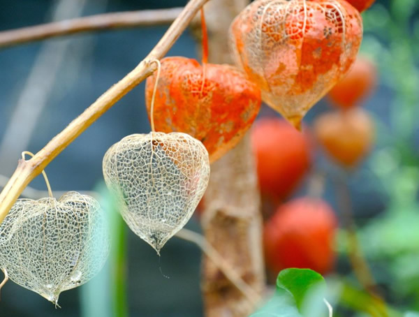 灯笼草如何种植？有哪些注意事项？