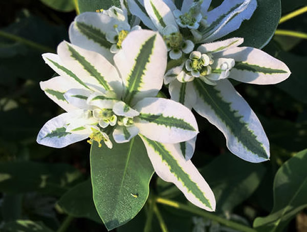 银边翠花语是什么意思？有哪些寓意和象征意义？