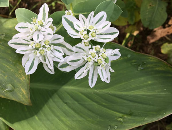 银边翠的功效与作用有哪些？