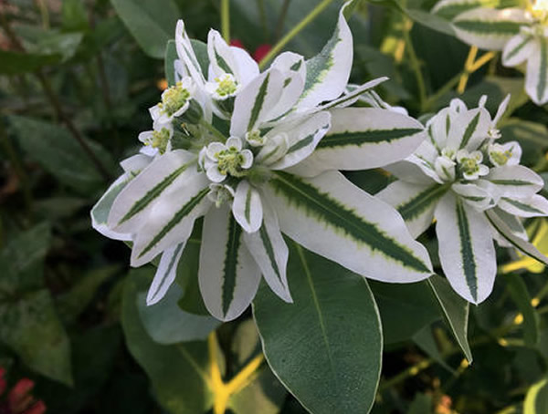 银边翠的种植方法和注意事项有哪些？