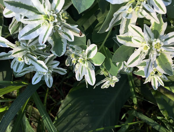 银边翠扦插繁殖方法有哪些？