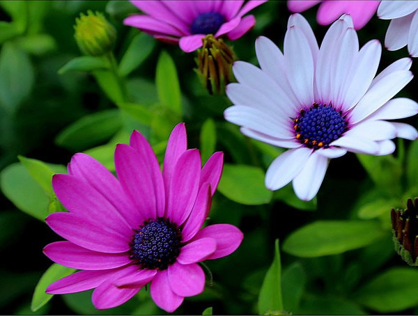 蓝目菊的养殖方法和注意事项有哪些？