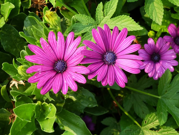 蓝目菊扦插方法与时间需要注意些什么？