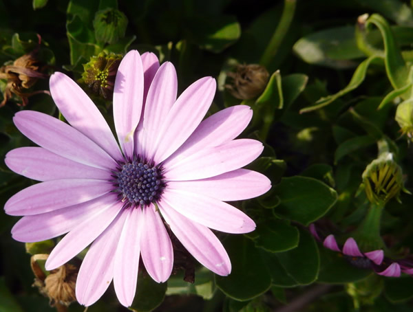 蓝目菊为什么不开花？怎么处理？