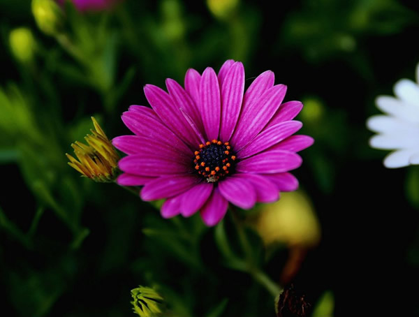 蓝目菊如何修剪多开花？