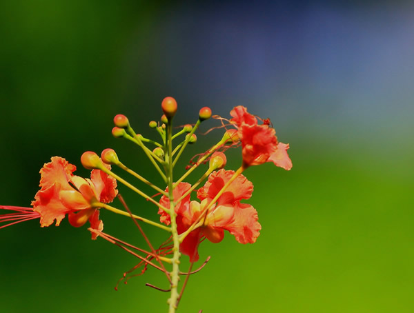 金凤花花语及象征意义分别是什么？