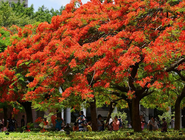 金凤花的功效与作用有哪些？