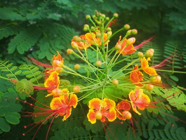 金凤花的养殖方法有哪些？