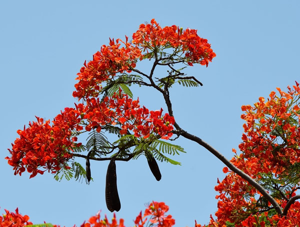 金凤花什么季节开花？花期是几月？