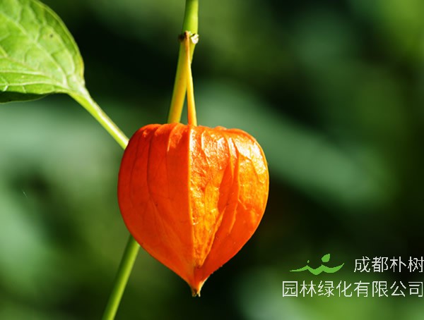 灯笼草全株长什么样？