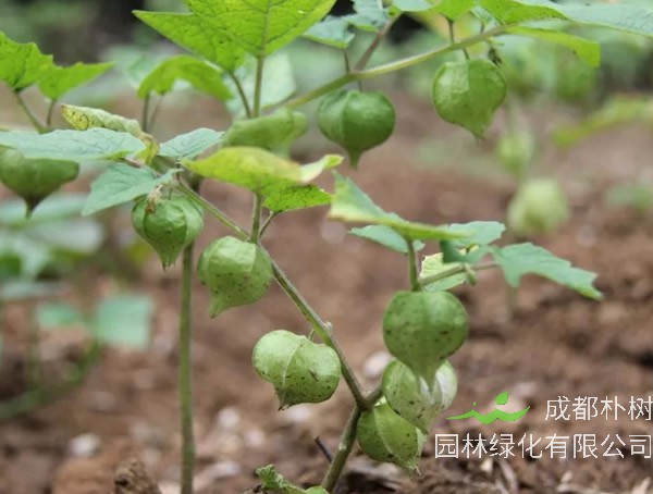 灯笼草人工种植价值怎么样？前景如何？