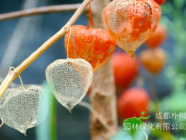 灯笼草如何种植？有哪些注意事项？