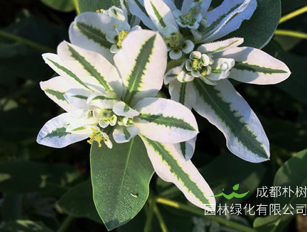 银边翠花语是什么意思？有哪些寓意和象征意义？