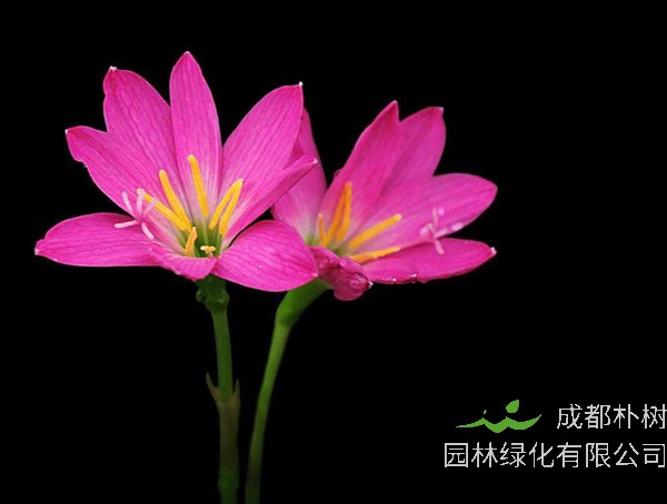韭兰花的寓意是什么？花语是什么？