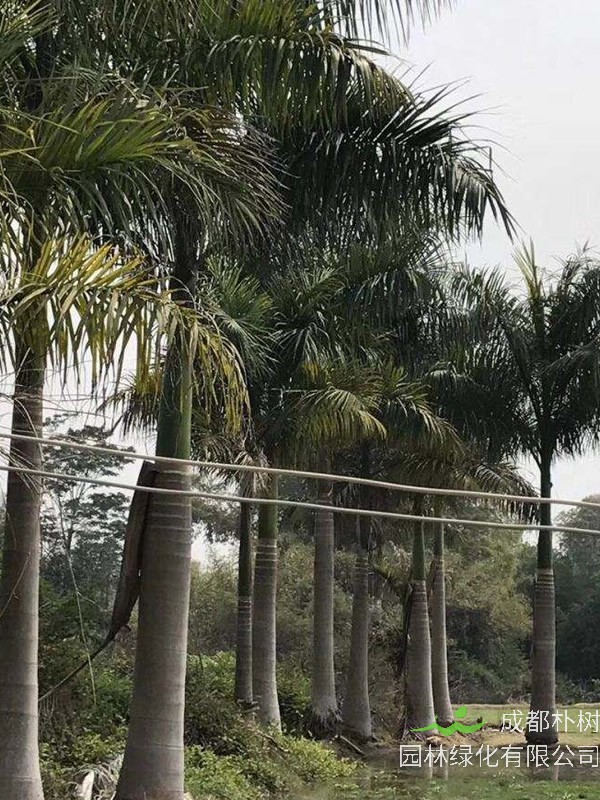 王棕树为什么叫王棕？