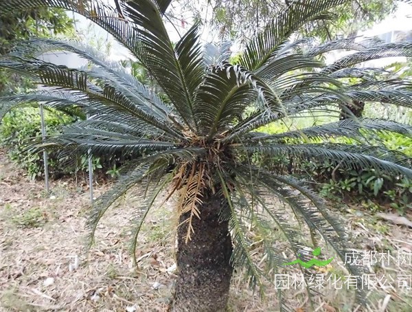 王棕树特点有哪些？