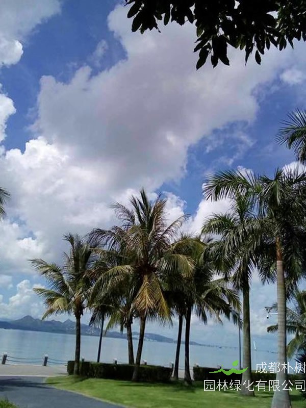 王棕树有什么用？