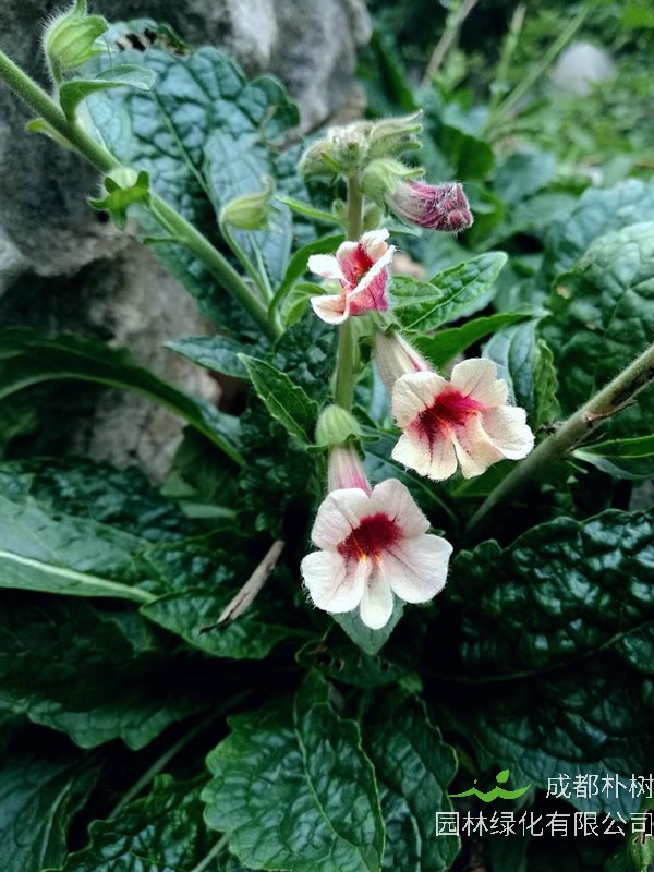 地黄花几月开花？花期是什么时候？
