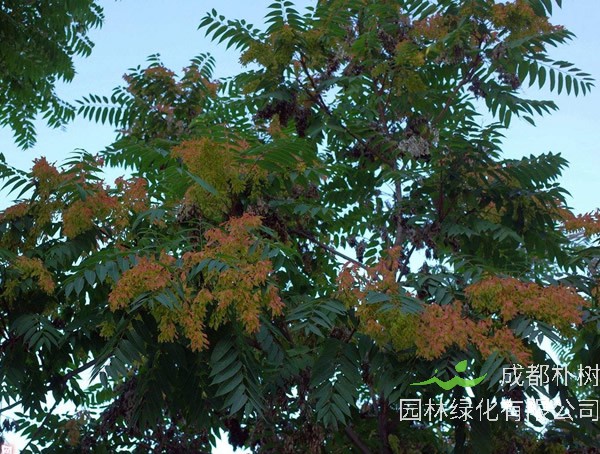 天堂树是什么树？