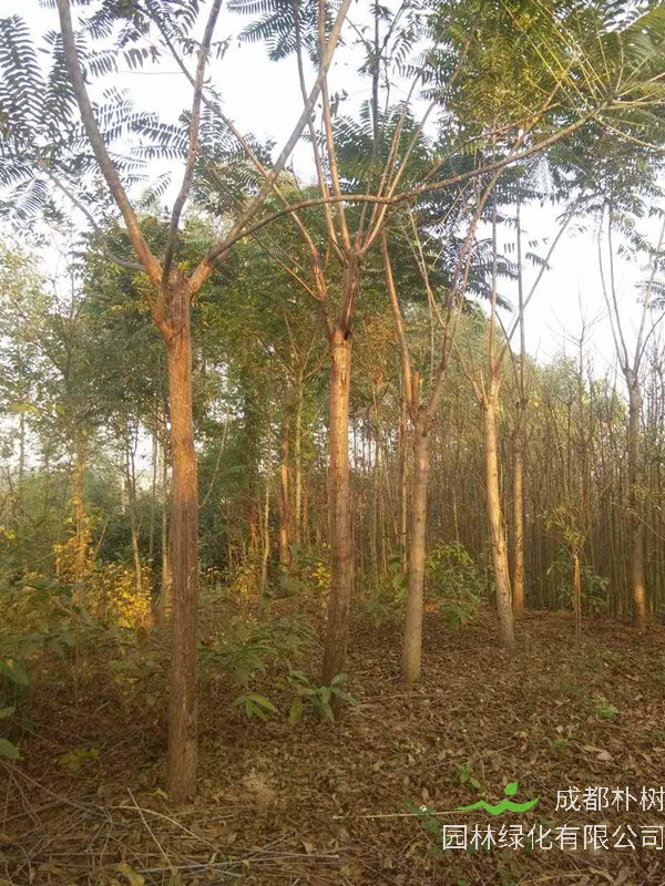 天堂树怎么养植最好看？