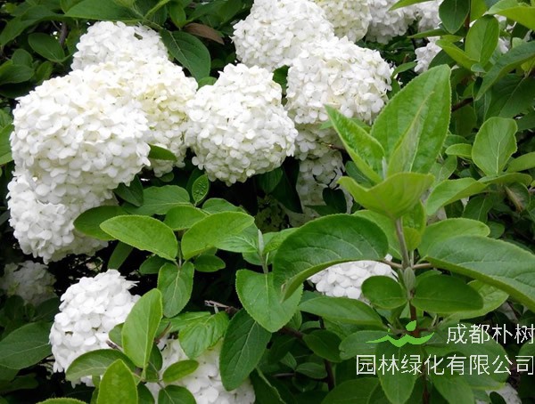 绣球荚蒾的花语是什么？有哪些寓意和象征意义？