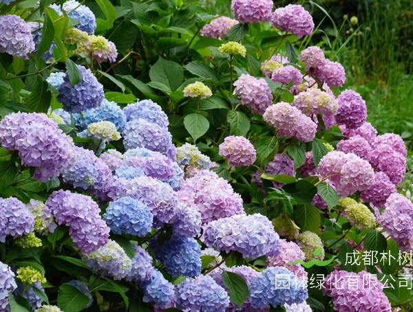 绣球荚蒾扦插方法是怎样的？