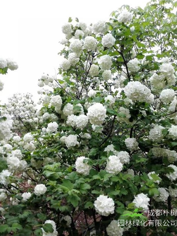 绣球荚蒾为什么枯枝了？