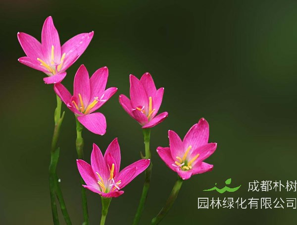 韭兰花怎么养最好看？