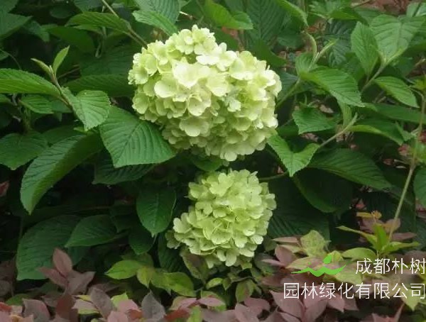 绣球荚蒾如何修剪最好看？