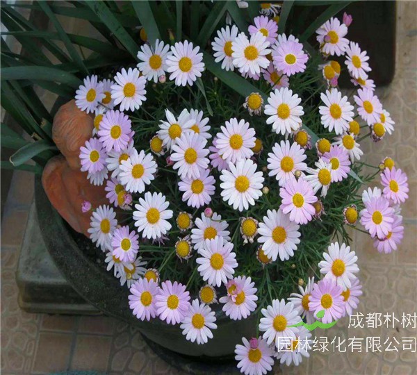 玛格丽特花如何修剪？如何浇水？