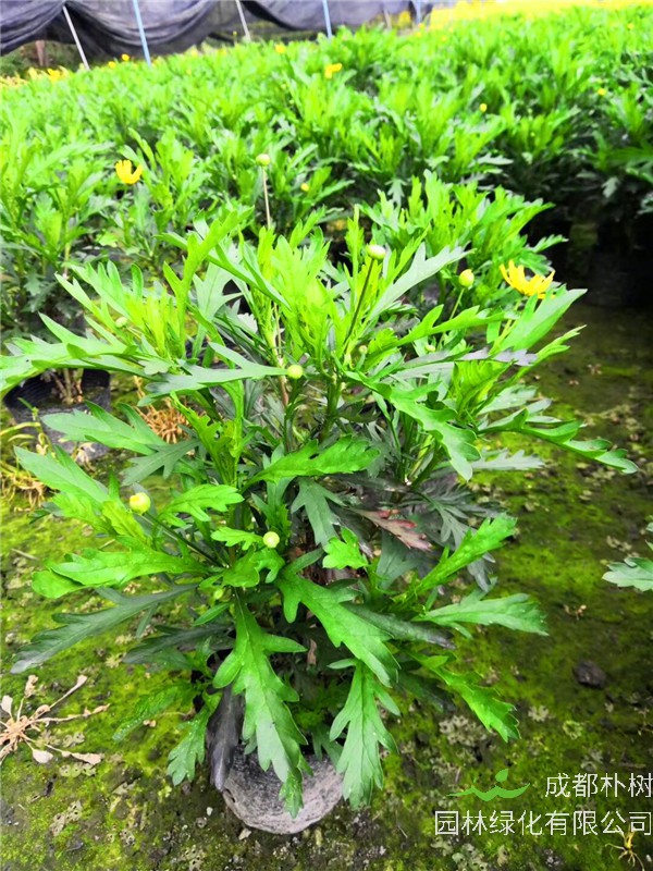 玛格丽特花如何修剪？如何浇水？