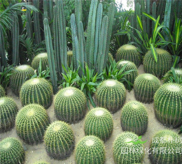 仙人球怎么样？怎么给仙人球浇水？如何养好仙人球？