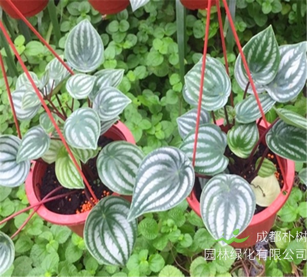 西瓜皮椒草怎么养？西瓜皮椒草有什么用？