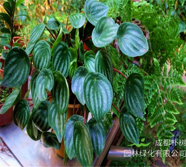 西瓜皮椒草怎么养？西瓜皮椒草有什么用？