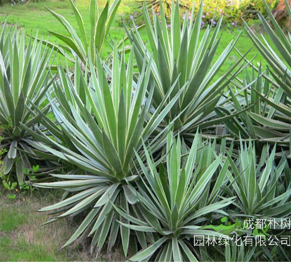 金边龙舌兰有哪些品种？金边龙舌兰如何浇水？