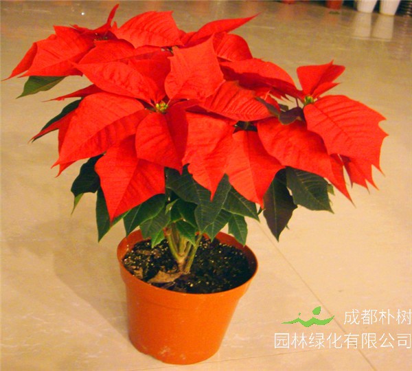 圣诞花如何养护？