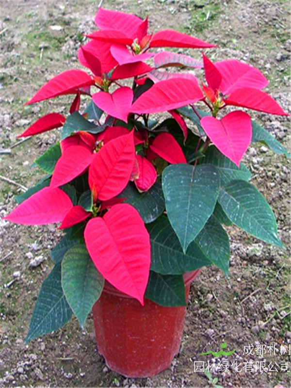 圣诞花如何养护？