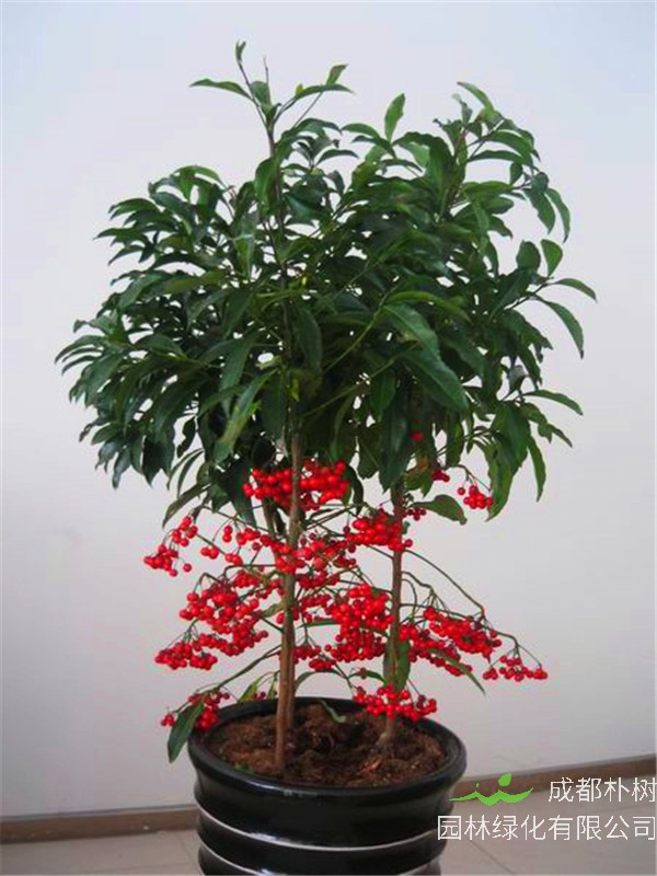 紫金牛如何栽培？如何养护？