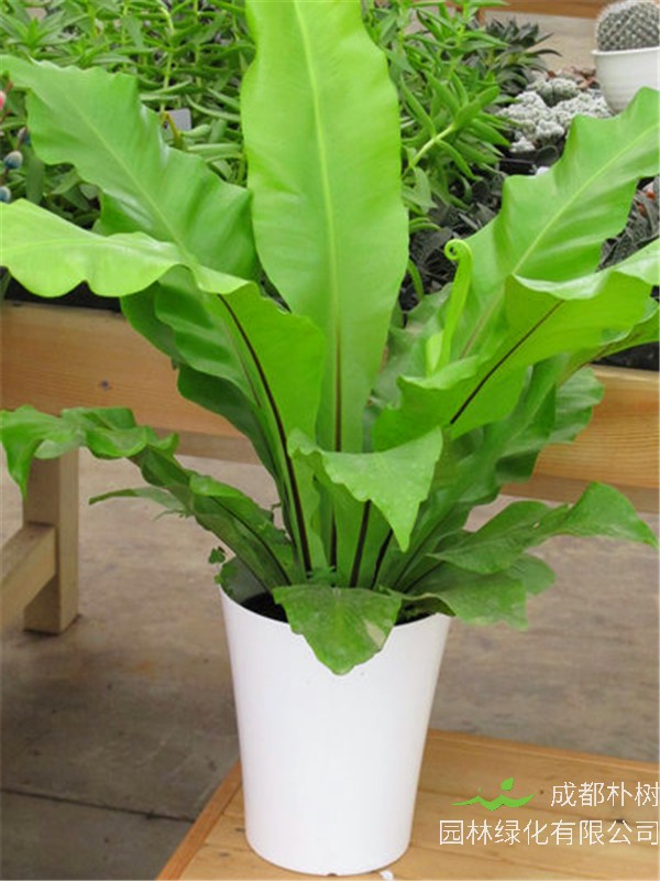 鸟巢蕨如何浇水？鸟巢蕨如何养？