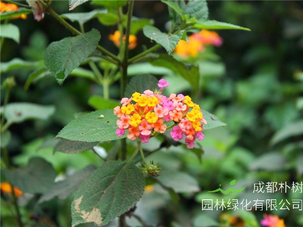 五色梅什么时候开花？五色梅如何种植？