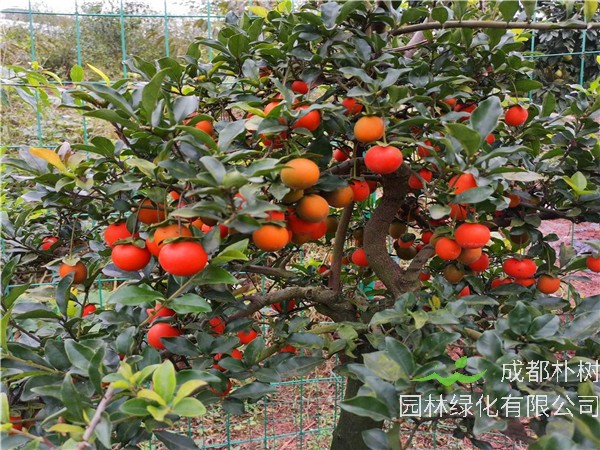 金弹子是什么树？金弹子如何施肥、嫁接？