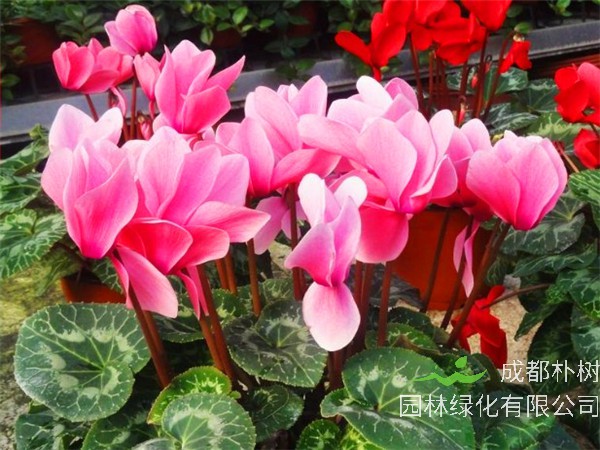 仙客来如何养？仙客来花期多久？