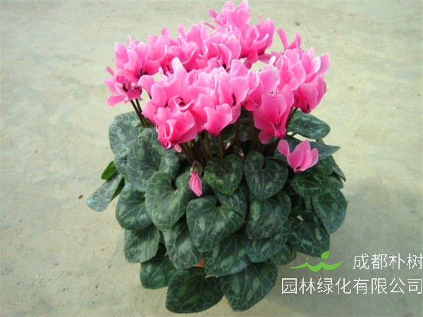 仙客来怎么施肥、浇水？