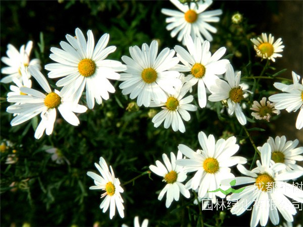 雏菊如何种植、养殖、修剪？