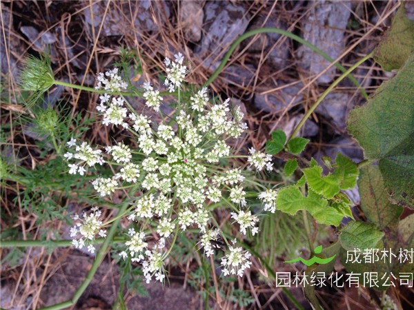 如何种植满天星？