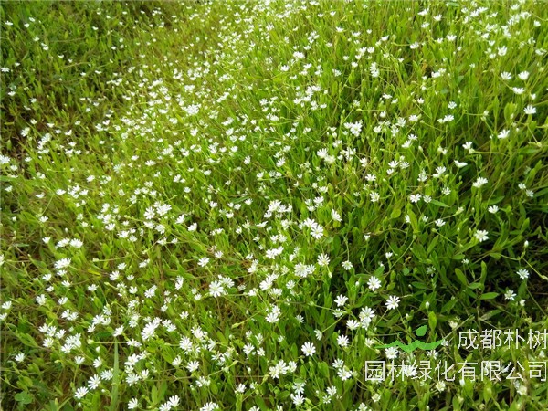 如何种植满天星？