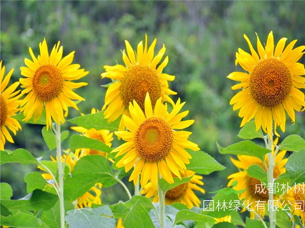 向日葵什么时候开花？向日葵代表什么？