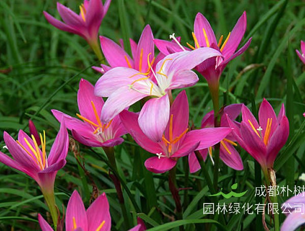 韭兰花期多长时间？开花是在几月？